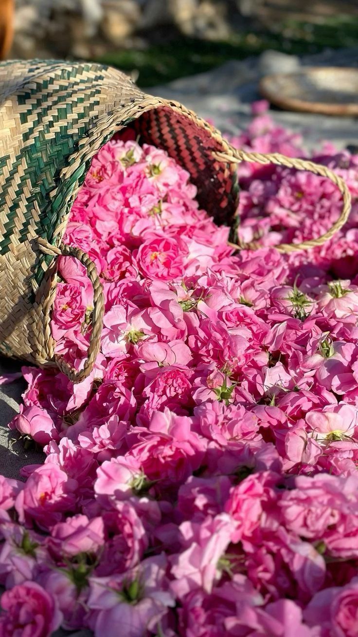 گلاب دوآتیشه ابرار