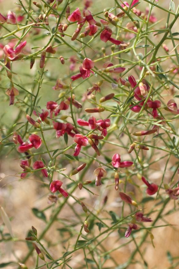 عرق خارشتر ابرار با تصویر گیاه خارشتر