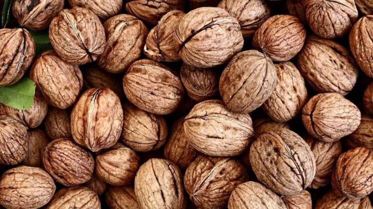 10 خواص پوست گردو | نحوه استفاده از برگ و پوست گردو 