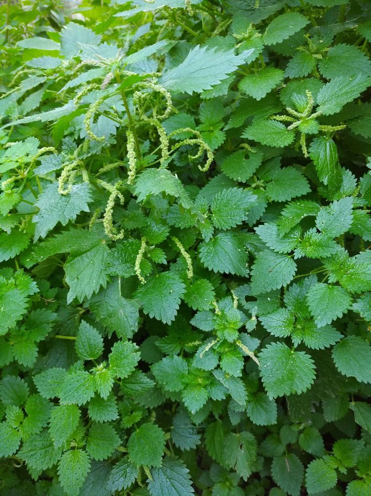 عرق گزنه ابرار با تصویر گیاه گزنه