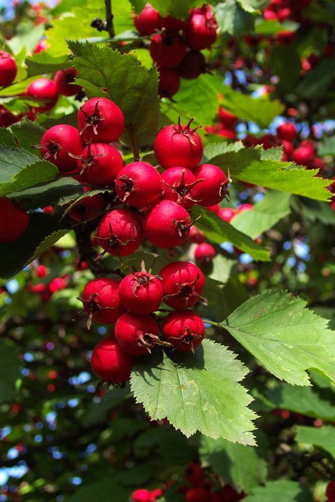 عرق کیالک ابرار با تصویر میوه کیالک